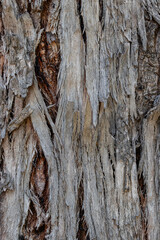 Obraz premium bark of a tree close up 