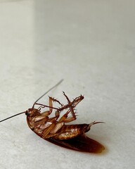 a dead cockroach lying on a white tiled surface. The image details the insect's body, texture, and legs, ideal for pest control or extermination themes.