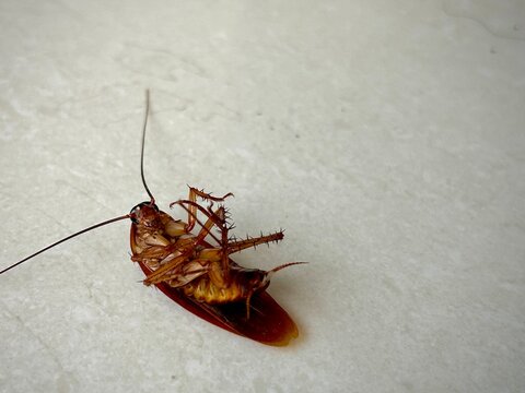 a dead cockroach lying on a white tiled surface. The image details the insect's body, texture, and legs, ideal for pest control or extermination themes.