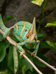 Jemenchamäleon (Chamaeleo calyptratus)