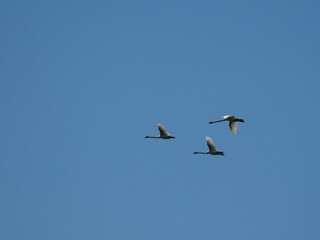 Drei Höckerschwäne am Himmel