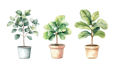 Fototapeta premium Watercolor potted home Ficus plants for modern interiors, perfect for home decor