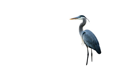 Obraz premium A majestic Great Blue Heron Ardea&nbsp;cinerea is standing, fishing in the pond amidst the wildlife and nature of Florida