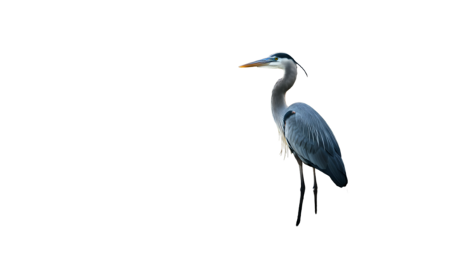 A majestic Great Blue Heron Ardea cinerea is standing, fishing in the pond amidst the wildlife and nature of Florida