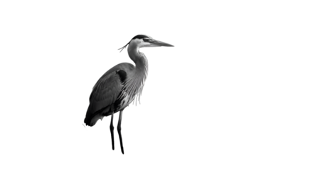 A majestic Great Blue Heron Ardea cinerea is standing, fishing in the wild water, showcasing its grey and blue feathers and long beak