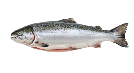 An elegant display of pampas grass radiating calming boho vibes in an off white vase set against a contrasting black