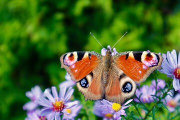 Peacock butterfly resting on purple aster flowers, delicate insect in autumn garden, vibrant natural colors