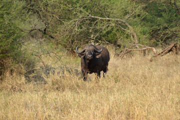 Obraz premium Africa, Tanzania, Segengeti, buffalo