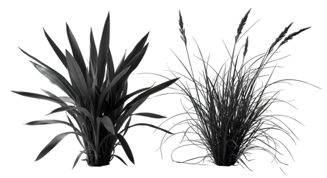 A handful of walnuts dance in mid air a nutritional promise of wellness and vitality against a stark black backdrop with