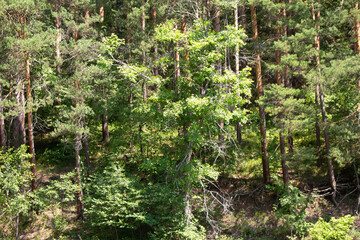 wooden fence on the background of a field