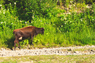 A cow in the village