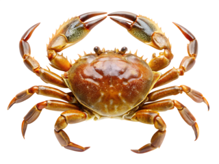 alive sea crab isolated on white background ,PNG. AI Generated 