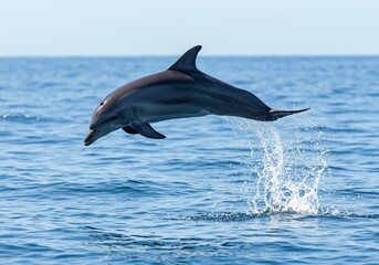 Naklejka premium Experience the wonder of the ocean with this stunning dolphin leaping gracefully from the crystal blue water, a moment of pure joy and freedom under the bright sunny sky