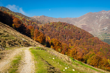 Fototapete bei efototapeten.de bestellen   