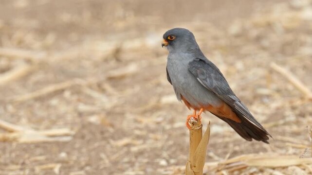 A red-footed falcon perched on a branch in a field, looking around in search of prey.