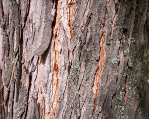 Detail of rough maple bark with lichens. A natural texture capturing the strength, time, and endurance of the tree.