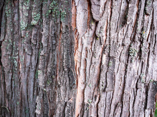 Detail of rough maple bark with lichens. A natural texture capturing the strength, time, and endurance of the tree.