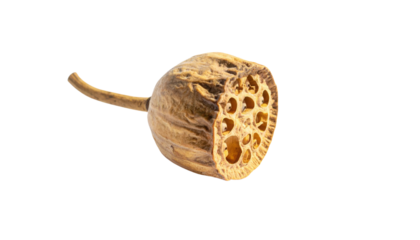 A dried lotus seed pod with a unique, intricate pattern of holes showcasing its natural texture and shape.