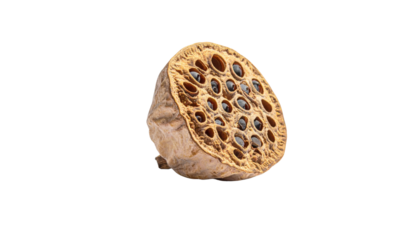 A dried lotus seed pod with multiple holes showcasing a unique, intricate structure.