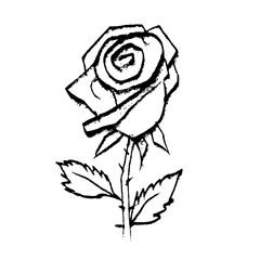Hand drawn rose line drawing