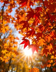 Fototapeta premium Autumn leaves in the park
