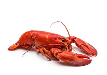 Vibrant red cooked lobster isolated on fresh seafood delicacy