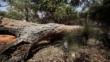Obraz premium Sunlight filters through the green leaves as a large fallen tree lies on the forest floor. Grass and small plants grow around it, creating a peaceful scene in a serene natural setting.