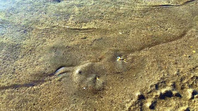 A small round crab burrows into the sand at the sight of danger, so that it would not be eaten
