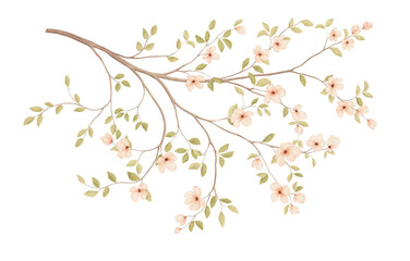 Spring blossom branch with delicate flowers and green leaves, watercolor isolated illustration for your design greeting or invitation cards. Wallpapers or textile, mural or cover. Hand-drawn pattern.