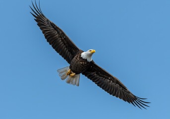 Naklejka premium Majestic bald eagle soars powerfully across a clear blue sky, embodying freedom and strength with its magnificent wings spread wide in a breathtaking aerial display.