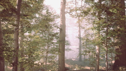 A serene forest scene unfolds as soft sunlight breaks through towering trees. Mist lingers in the air, creating a peaceful ambiance at dawn. Nature thrives in this tranquil setting.