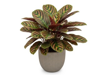Vibrant prayer plant in a textured pot home decor tropical foliage houseplant lush greenery