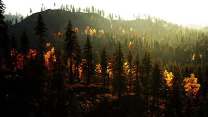 Sunlight cascades over a peaceful forest as autumn leaves shimmer in gold and orange. Tall trees stretch across the horizon, creating a serene backdrop against the colorful foliage. © icetray