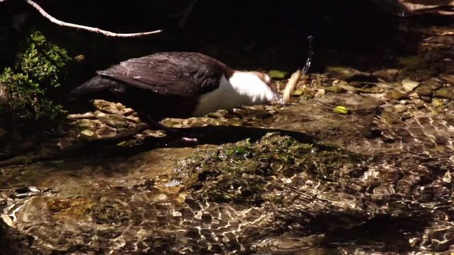 Dipper feeding behavior &ndash; removing caddis larva from cocoon (slow-motion)