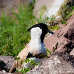 Indian Lapwing (Vanellus indicus) standing near the edge of shallow wetland water, reflected on the surface while foraging in its natural habitat, India.