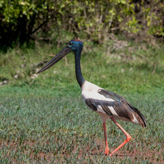Black-necked Stork (Ephippiorhynchus asiaticus) walking across a grassy wetland with bright red legs and iridescent blue-black neck, captured in Bharatpur, India.