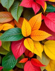 Obraz premium Autumn leaves in the garden