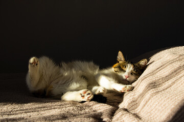 Sunlit indoor scene of a relaxed cat lying on textured blanket with closed eyes and curled paws, captured to emphasize directional light, warmth, and tranquil domestic atmosphere.
