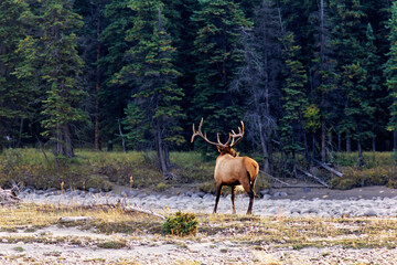 Elk bull with big antlers standing and looking by a forest