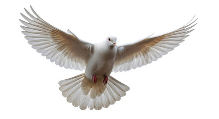 Naklejka premium White Dove in Flight with Outstretched Wings – Peaceful Bird, Free Spirit, Nature