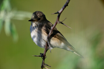 Spotted flycatcher // Grauschnäpper (Muscicapa striata) 