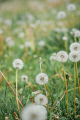 dandelions in a field