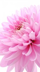Fototapeta premium Close-up of a vibrant pink chrysanthemum. Soft, delicate petals radiate outward from a central cluster of tightly packed inner florets