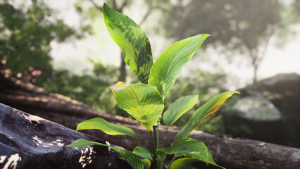 Sunshine filters through the trees, illuminating vibrant green leaves sprouting from a rocky patch in a serene forest setting. The rich greenery brings a sense of life and renewal.