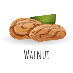 Two brown walnuts with a green leaf on a transparent background with the word walnut below detailed healthy food illustration
