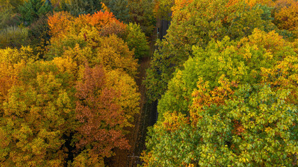 Fototapeta premium Autumn landscape with colorful deciduous trees and railway tracks running through the forest, viewed from the drone.