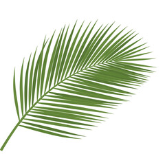 Obraz premium A single vibrant green palm frond showcases its delicate feathery leaves against a stark white background.