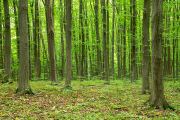 Forest trees. Nature green wood sunlight backgrounds
