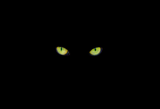 Yellow cat eyes glow in the dark on a black background.