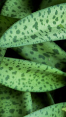 Green spotted leaf texture background, green leaves with natural spotted pattern, creating a fresh tropical texture ideal for backgrounds, nature design, or botanical themes.